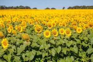 Prazo para plantio de girassol em Goiás entra na reta final sob alerta fitossanitário